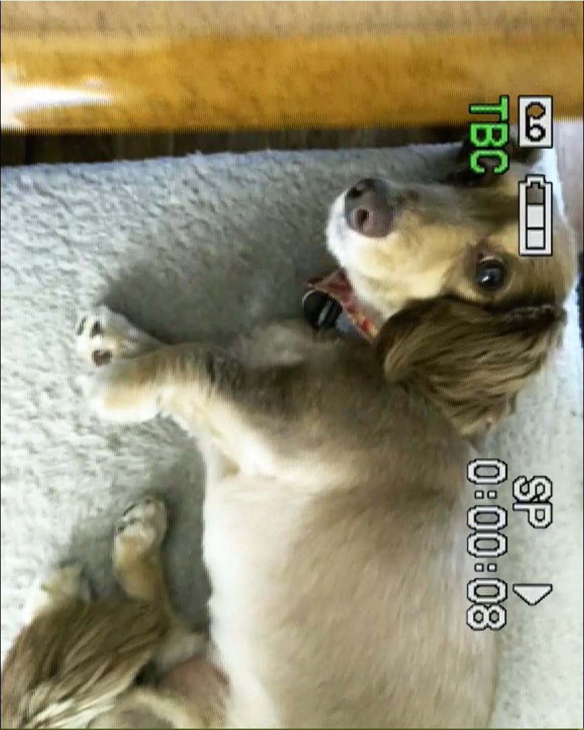 うちのペット